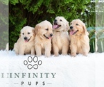 Small #1 Golden Retriever