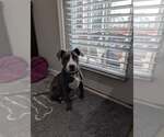 Small #2 Mutt