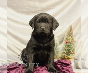 Labrador Retriever Puppy for sale in SHIPPENSBURG, PA, USA