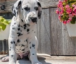 Small #3 Dalmatian
