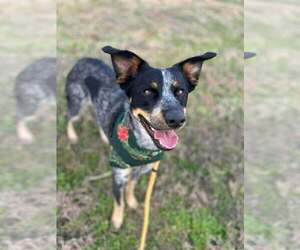 Mutt Dogs for adoption in Abbeville, LA, USA