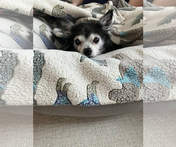 Medium Photo #1 Chihuahua-Unknown Mix Puppy For Sale in Holland, MI, USA