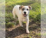 Small Parson Russell Terrier Mix