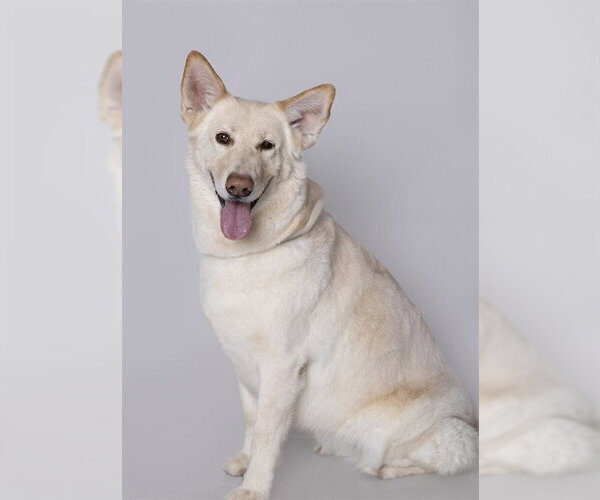 Medium Photo #3 German Shepherd Dog-Unknown Mix Puppy For Sale in Ogden, UT, USA