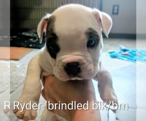 Olde English Bulldogge Puppy for sale in EAST PEORIA, IL, USA