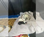 Small #3 Border Terrier-Rat Terrier Mix