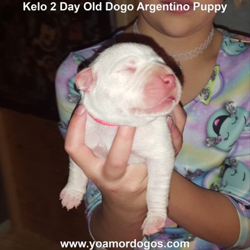 Medium Photo #133 Dogo Argentino Puppy For Sale in JANE, MO, USA