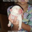 Small Photo #133 Dogo Argentino Puppy For Sale in JANE, MO, USA