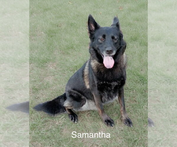 Medium Photo #2  Puppy For Sale in , 