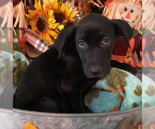 Medium Photo #12 Labrador Retriever-Unknown Mix Puppy For Sale in San Diego, CA, USA