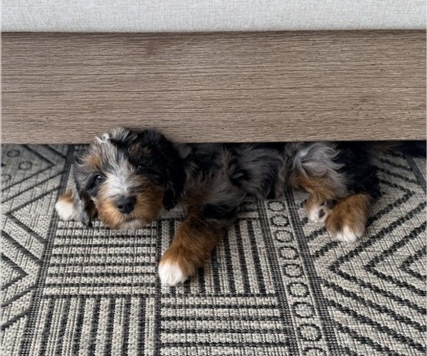 Medium Photo #2 Aussie-Poo-Bernedoodle Mix Puppy For Sale in LEXINGTON, SC, USA