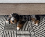 Small #1 Aussie-Poo-Bernedoodle Mix
