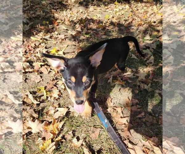Medium Photo #4 Australian Shepherd-Boxer Mix Puppy For Sale in pomfret, CT, USA