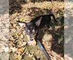 Small #3 Australian Shepherd-Boxer Mix