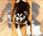 Small Photo #5 Alusky Puppy For Sale in CLERMONT, FL, USA