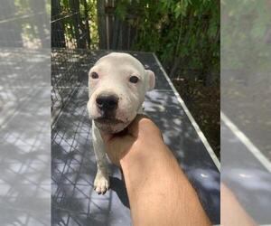 American Staffordshire Terrier-Unknown Mix Dogs for adoption in San Antonio, TX, USA