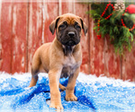 Small #13 Mastiff