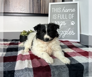 Australian Shepherd-Pomeranian Mix Puppy for sale in FRANKLIN, IN, USA