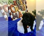 Small Photo #7 Goldendoodle Puppy For Sale in DYERSBURG, TN, USA