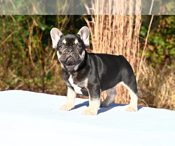 Medium Photo #4 French Bulldog Puppy For Sale in DECATUR, GA, USA