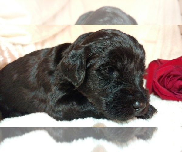 Medium Photo #1 Mini Whoodle (Wheaten Terrier/Miniature Poodle) Puppy For Sale in PEORIA, IL, USA