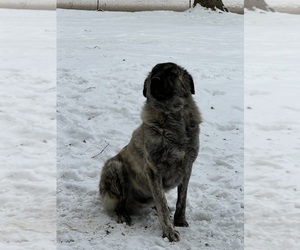 Father of the Anatolian Shepherd puppies born on 01/28/2026