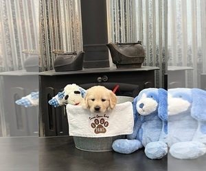 Medium Golden Retriever