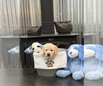 Puppy Mr Red Golden Retriever