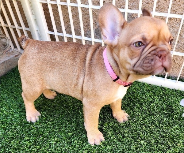 Medium Photo #22 French Bulldog Puppy For Sale in LAS VEGAS, NV, USA