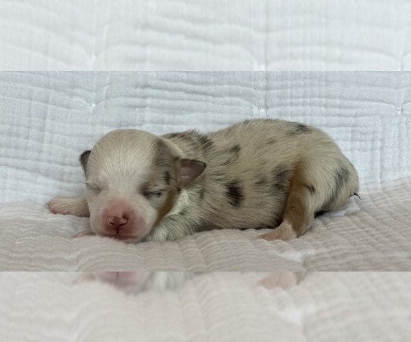 Medium Photo #3 Miniature Australian Shepherd Puppy For Sale in LANDRUM, SC, USA
