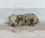 Small Photo #3 Miniature Australian Shepherd Puppy For Sale in LANDRUM, SC, USA