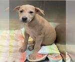 Small #4 Bulldog Mix
