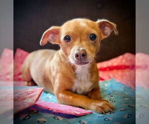 Chihuahua-Unknown Mix Dogs for adoption in Pacolet, SC, USA