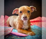 Small Chihuahua Mix