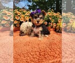 Image preview for Ad Listing. Nickname: Kylie