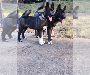 Akita Puppy for sale in MEM, TN, USA