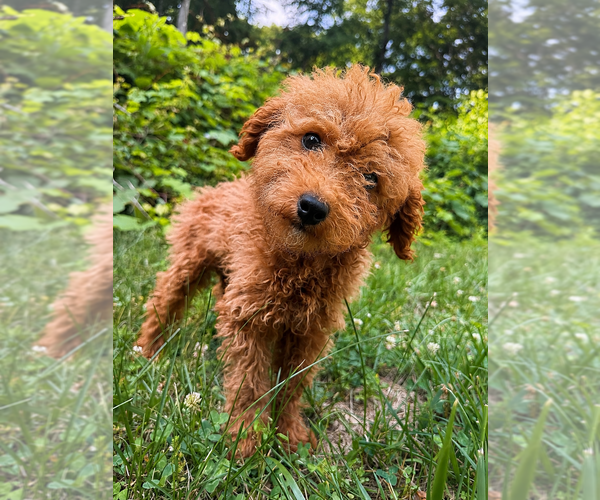 Medium Photo #4 Goldendoodle mix (+ Poodle Miniature) Puppy For Sale in DURHAM, CT, USA