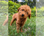 Small #3 Goldendoodle mix (+ Poodle Miniature)