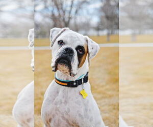 Boxer Dogs for adoption in Sandy, UT, USA