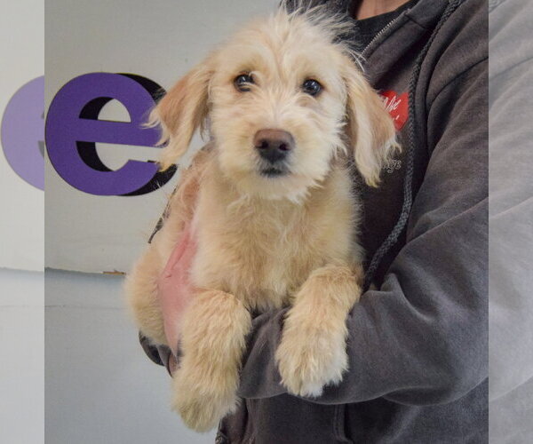 Medium Photo #3 Mutt Puppy For Sale in Huntley, IL, USA