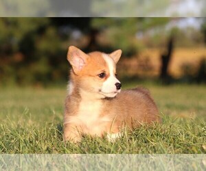 Pembroke Welsh Corgi Litter for sale in FORT MADISON, IA, USA