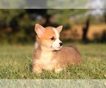Image preview for Ad Listing. Nickname: Litter of 6