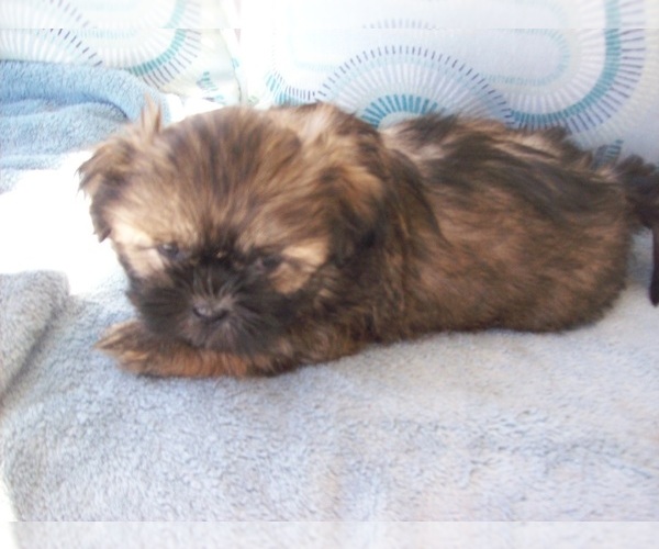 Medium Photo #3 Shih Tzu Puppy For Sale in S ZANESVILLE, OH, USA