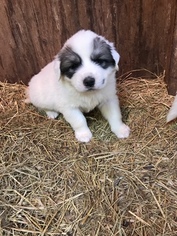 Great Pyrenees Puppy for sale in DINWIDDIE, VA, USA