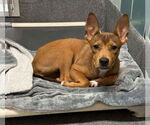 Small #3 Basenji-German Shepherd Dog Mix