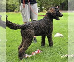 Small #1 Mutt