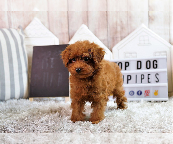 Medium Photo #4 Poodle (Toy) Puppy For Sale in FULLERTON, CA, USA