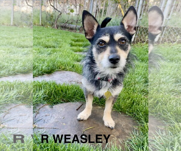 Medium Photo #1 Chihuahua-Unknown Mix Puppy For Sale in Sandy, UT, USA