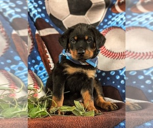 Rottweiler Puppy for sale in CHRISTIANA, PA, USA