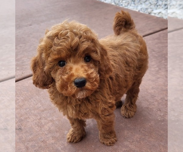Medium Photo #3 Goldendoodle (Miniature) Puppy For Sale in NARVON, PA, USA